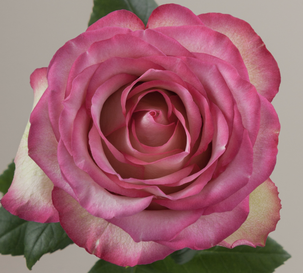 ROSE CAROUSEL - 40 CM